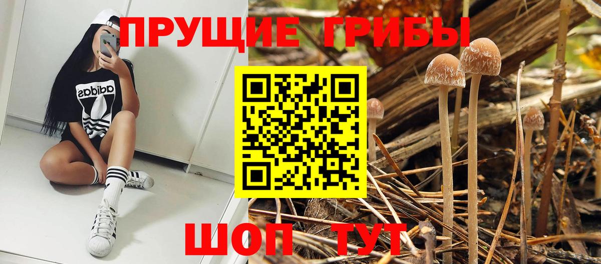 закладки  Галлюциногенные грибы MAGIC MUSHROOMS  Псилоцибиновые грибы Magic Shrooms  Вход с VPN  Кировск 